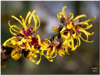 Witch Hazel Uses